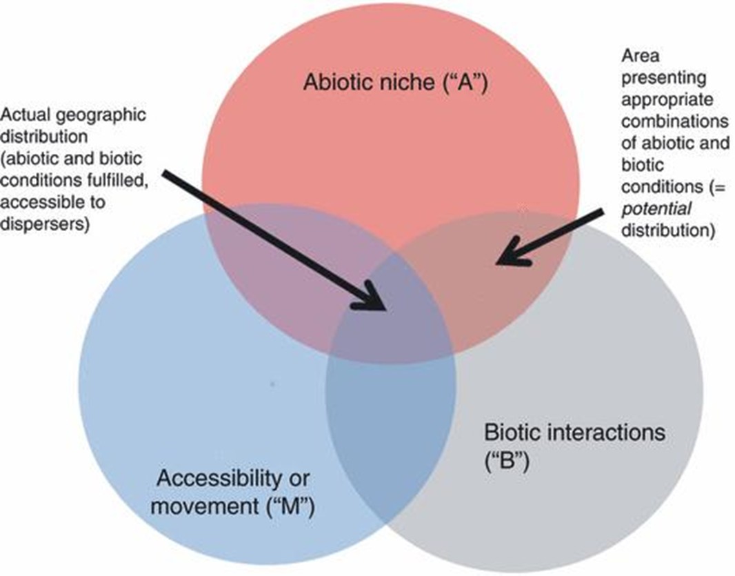 A circle diagram. It shows that Abiotic niche A and Biolit interactions B have "Area presenting appropriate combinations of abiotic and biotic condisitons (=potential distribution)" in common. While the previous and Accessibility of Movement M create "Actual geographic distribution (abiotic and biotic conditions fulfilled, accessible to dispersers)"