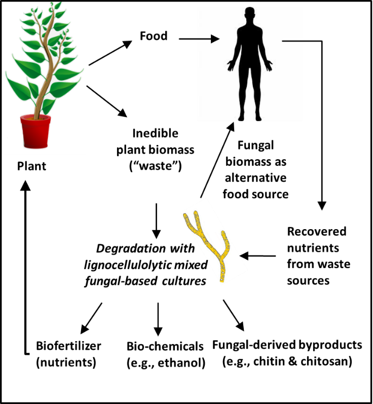 Closing the plant/food production loop 