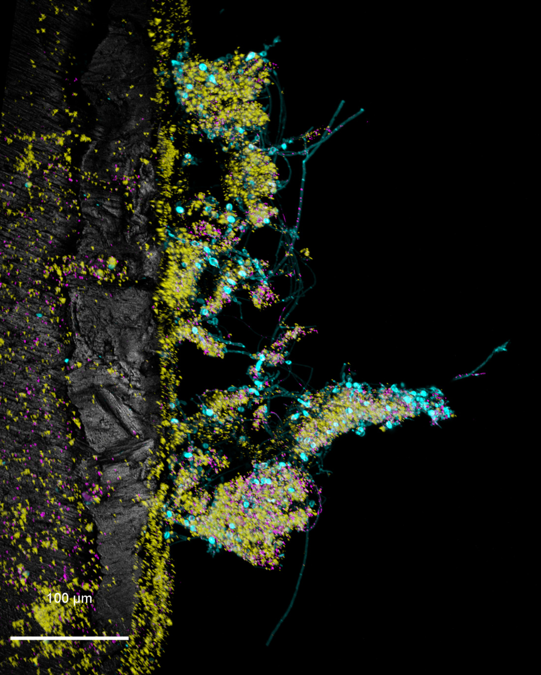 A shoreline covered in green and cyan dots