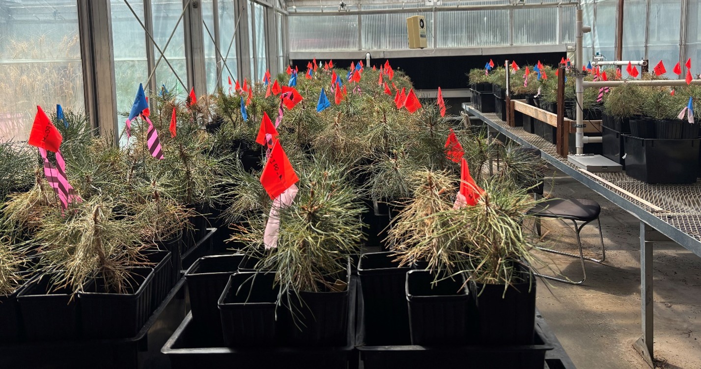dozens of pine branched labeled with flags in little pots.
